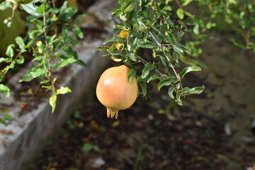 pomegranate fruit on tree