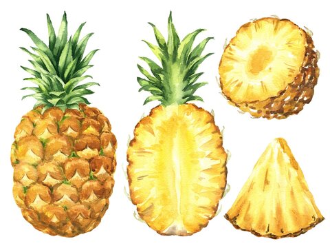 Hand drawn watercolor pineapple set isolated on white background. Food illustration.