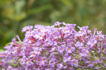 Obraz premium Buddleia Flower Bush