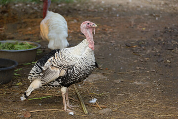 White Turkey is stand up  and rest in garden at thailand