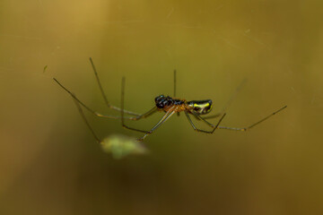 Theridiidae. 