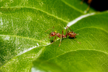 Close up red ant on green leaf in nature at thailand