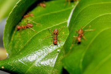 macro red ant on green leaf in nature at thailand
