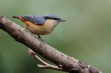 Chestnut-bellied Nuthatch