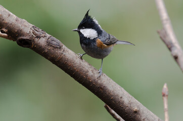 Coal Tit, Bird in Kedarnath Wildlife Sanctuary
