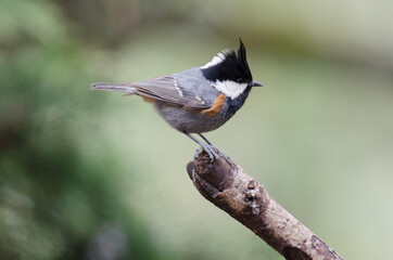 Coal Tit, Bird in Kedarnath Wildlife Sanctuary