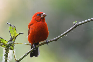 Scarlet finch male bird India
