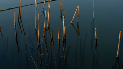 reeds at sunset reflecting in water