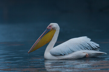 Fototapeta na wymiar Pelican Bharatpur bird Sanctuary