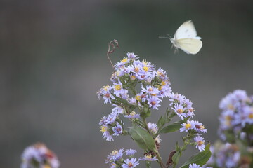 vol d'un papillon © luckyy