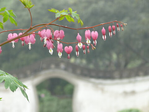 cherry blossom in spring