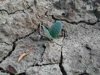 bug on the ground