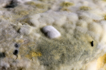 Close-up of bread with fungus