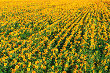 The field of sunflowers is ready for harvest. Farming in the countryside.