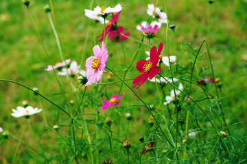 many buds of white pink and burgundy cosmos flowers on a background of green grass