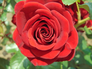 red rose in garden