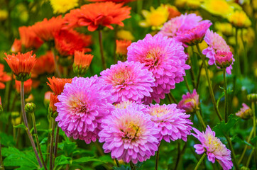 Flowers in the garden