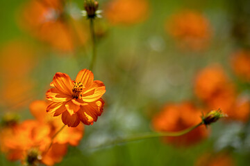 orange flower in front of blurry green background