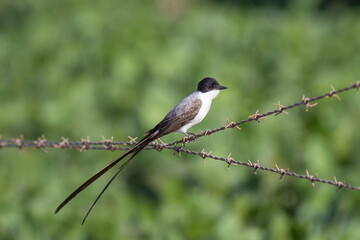 Tesourinha (Tyrannus savana) repousando numa cerca de arame farpado