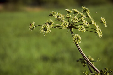 inflorescence umbel
