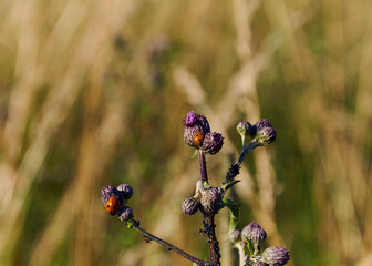 Ladybugs and thistle