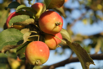 apples on a tree