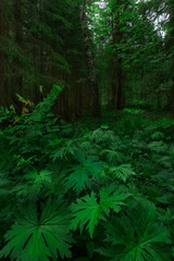 Fototapeta premium forest in the fog
