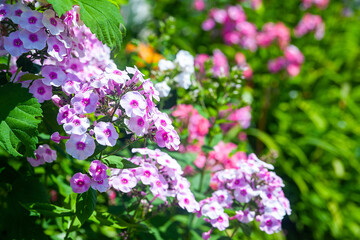 Obraz premium Phlox. Inflorescences of purple and pink phlox. Garden flowers in the flowerbed. Plants in their natural environment. Wonderful natural background.