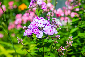 Phlox. Several inflorescences of purple phlox. Garden flowers in the flowerbed. Plants in their natural environment. Wonderful natural background.