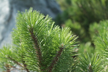green pine needles