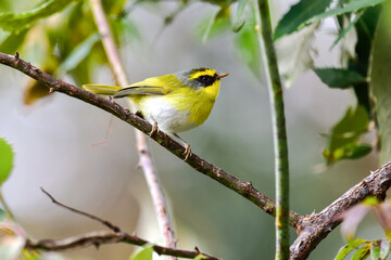 Fototapeta premium Golden Bush Robin bird India