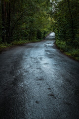 Obraz premium road in the forest