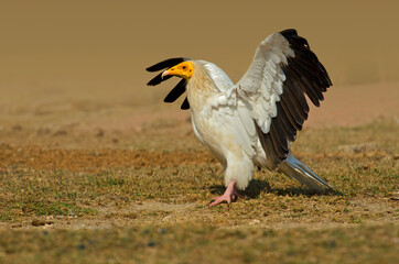 Fototapeta premium Egyptian vulture