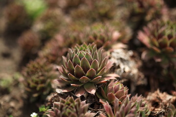 Allphotokz Flowers 20090329 0049 5DM2 S