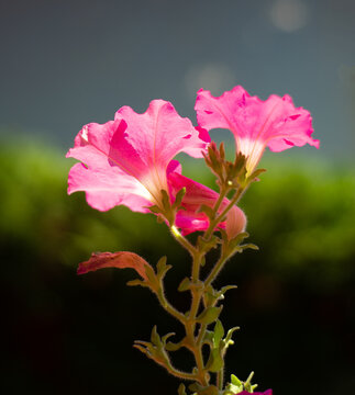 Close-up pink petunia