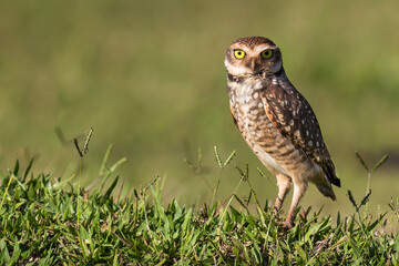 Burrowing Owl at meadow