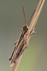 Common field grasshopper sitting on a dry stalk of grass, closeup. View from above, blurred light background. Genus species Chorthippus brunneus.