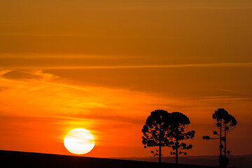 Silhouette of Araucarias at sunset, a genus of evergreen coniferous trees typical of the southern Brazil