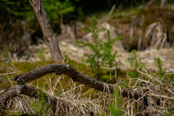 Trail along Vydra river at Sumava national park - Czechia