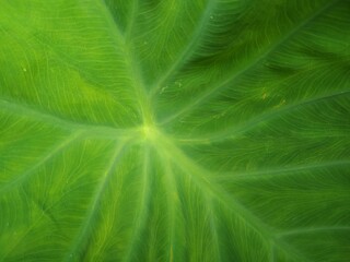 Close Green Leaf Texture Stock Photo
