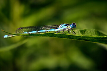 Die Pokaljungfer oder das Saphirauge ( Erythromma lindenii, Syn.: Cercion lindenii ).