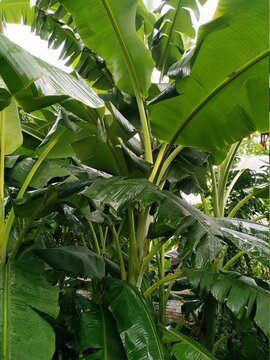 Banana tree stcok photos. This photo is taken in india.