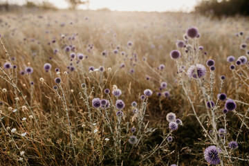 purple flower field on a background of grass