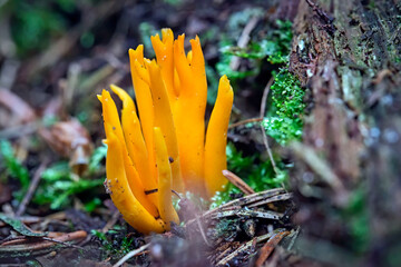 Klebriger Hörnling ( Calocera viscosa ) auch Gelbe Ziegenscheiße oder Klebriges Schönhorn genannt.