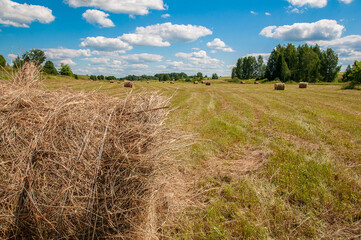 Hay, mown grass, bales of hay in the field. Countryside.