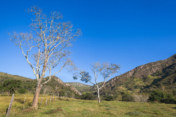 Trees and mountains of Minas Gerais State - Serra da Canastra National Park - Brazil