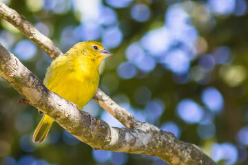 Saffron Finch (Sicalis flaveola - Linnaeus, 1766)
