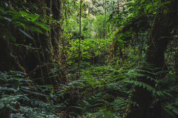 green forest in the morning