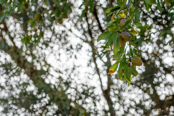 Almonds still green on an almond branch lit by the sun from behind