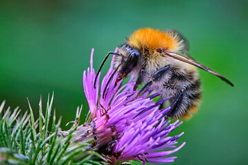 Ackerhummel ( Bombus pascuorum ).